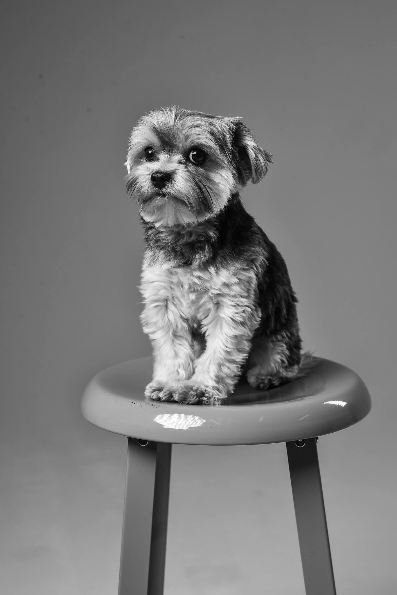 Milo, Dr. Edwards' former in-person service dog